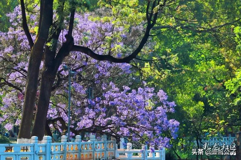 被大理的美景所折服,被丽江的风景美到了