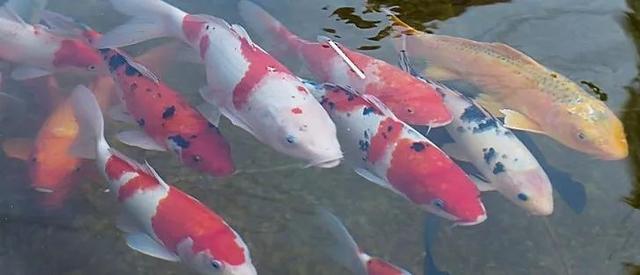 养鱼这么多年，是否还在为流量扬程排气量等困扰？