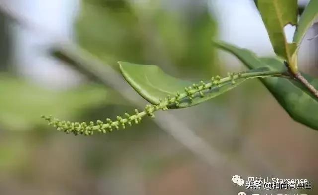 澳洲坚果的生长和做工视频,广西夏威夷果澳洲坚果