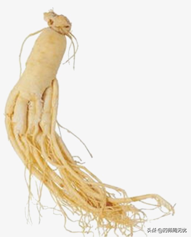 白话中医,中医说人参