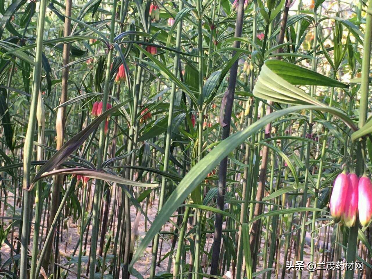 下半年各种中药材走势,中药材品种前景分析