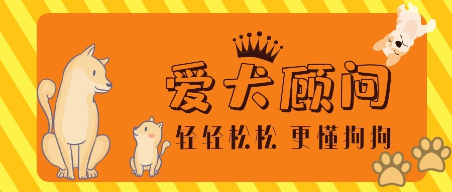 狗狗地位太低怎么提高,狗狗的地位问题