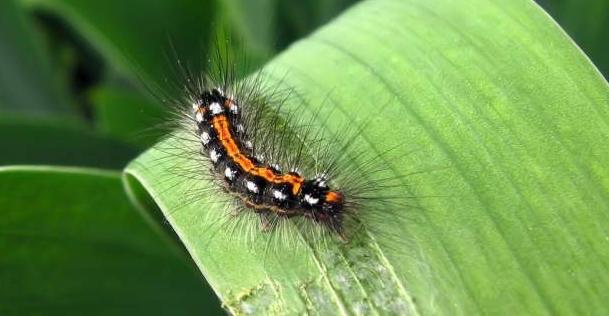 各种虫咬伤疼痛怎么处理,虫咬伤真的会致命吗