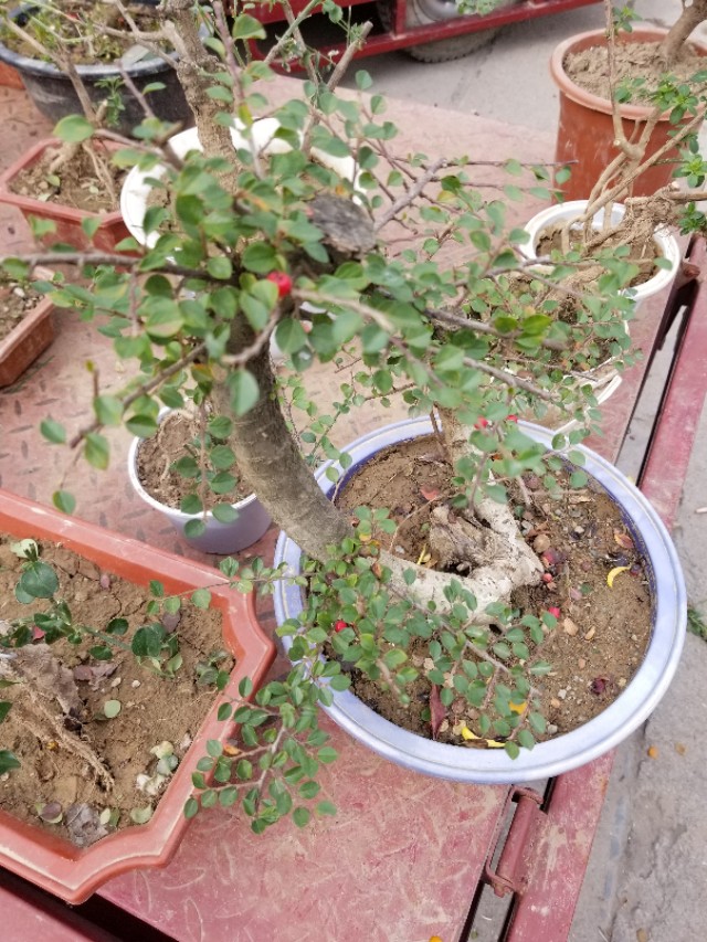 平枝栒子产地,最近卖平枝栒子