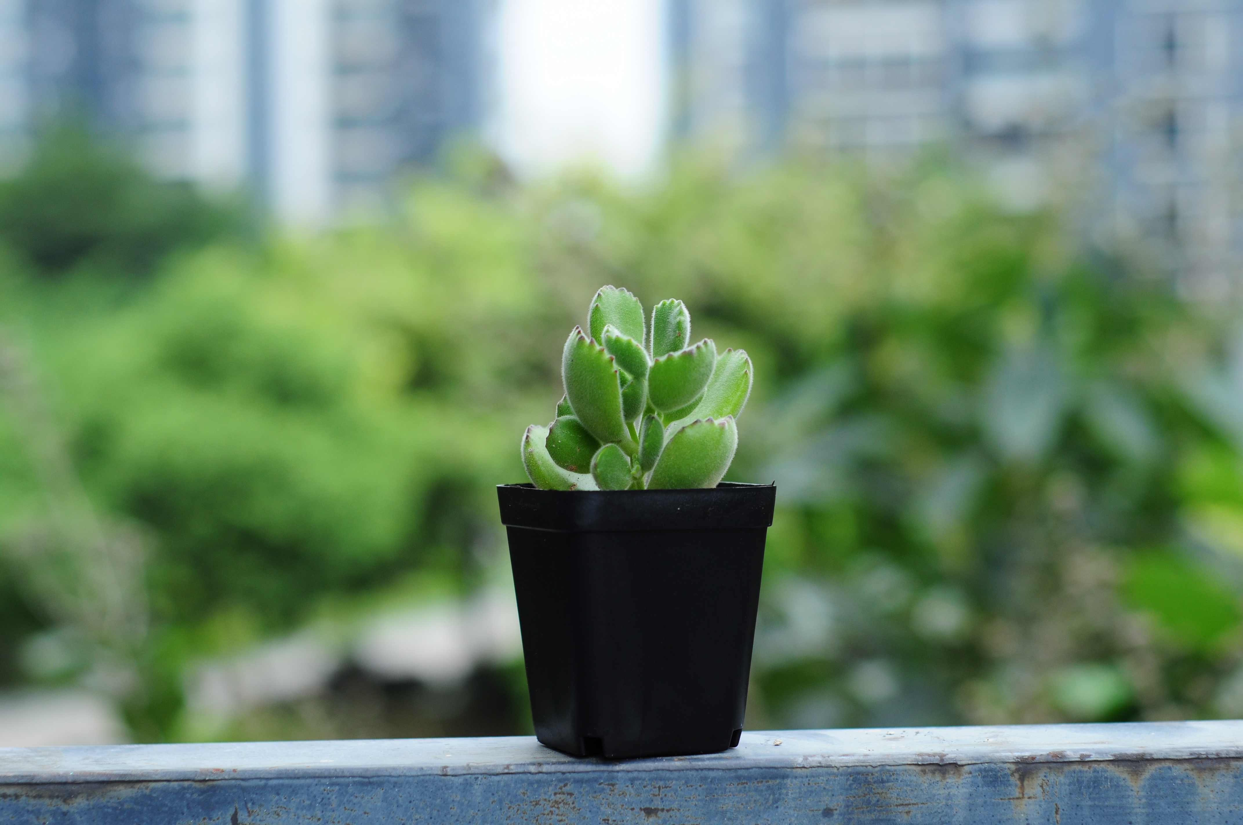 多肉熊童子爪子变异了咋回事,多肉熊童子有烂的要剪掉吗