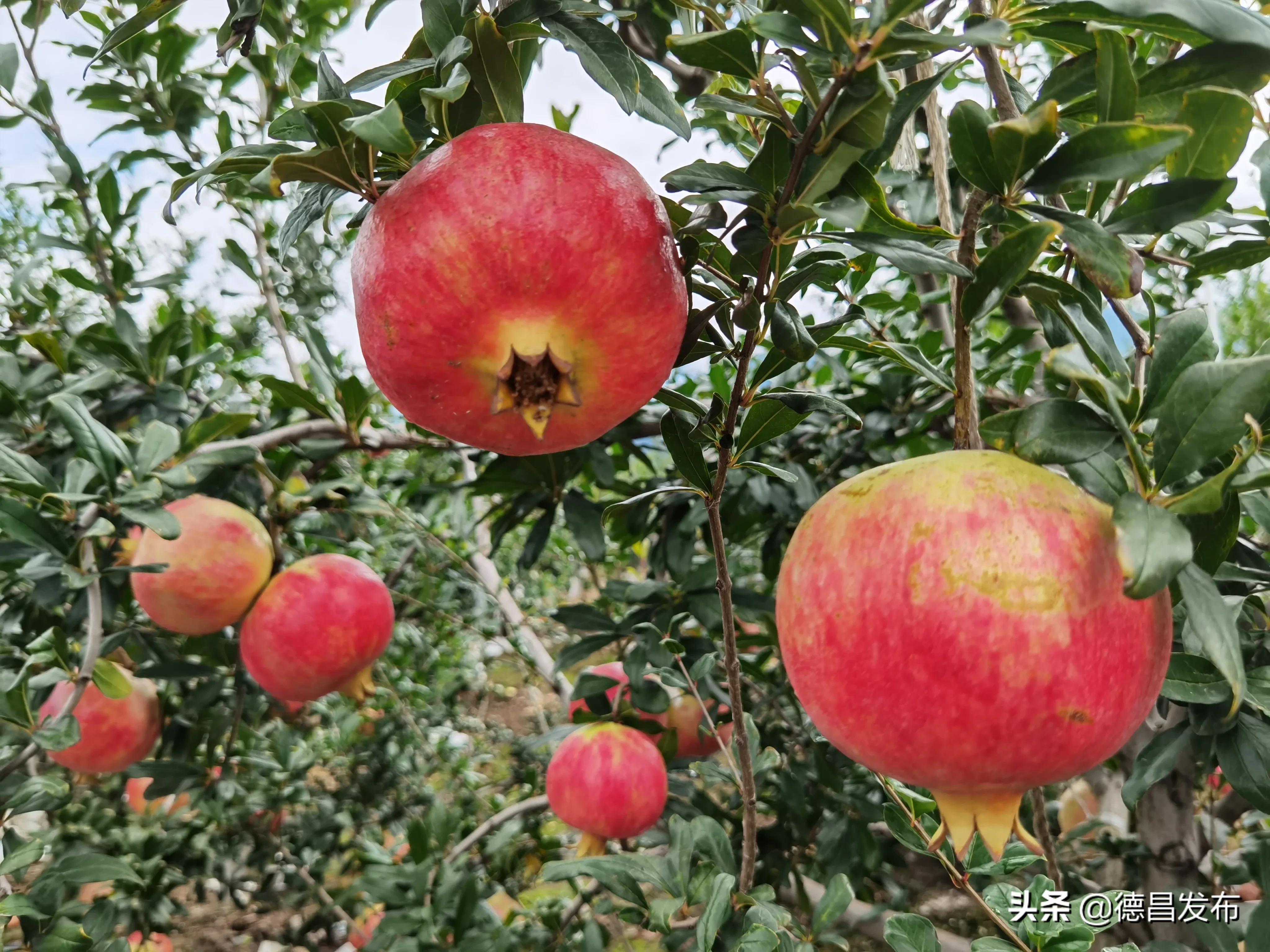 德昌：又到一年石榴红石榴丰收农民乐