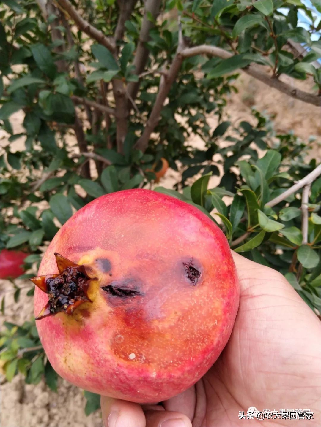 果实蝇危害山楂树吗,防治果实蝇最好方法