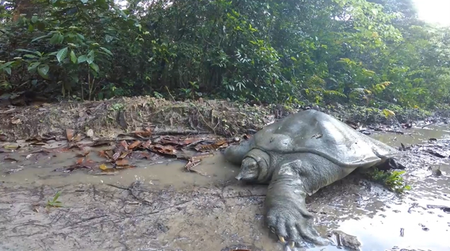 地球上最孤独的动物读后感,世界上最孤独的动物