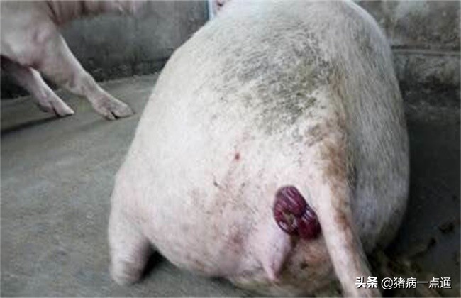 猪脱肛最佳的自愈方法,猪连续脱肛怎么办