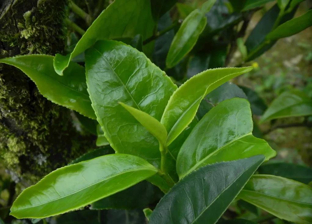 胃不好的人能喝枸杞子茶吗,肝胃不好口臭喝什么茶最好