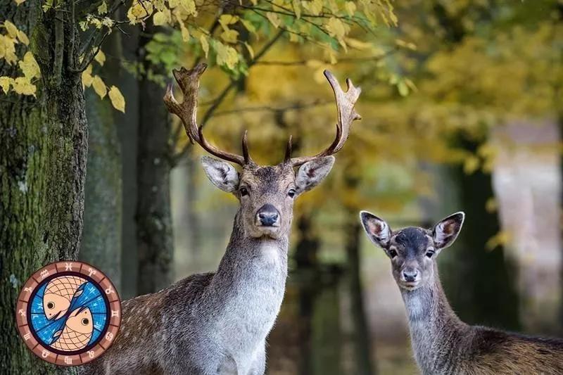 十二星座运势野兽,如何知道自己星座最适合的动物