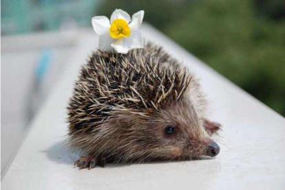 携带埃博拉病毒的动物,携带病毒最多的动物