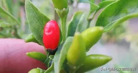 这样的咖啡，竟然成了泰国的骄傲？