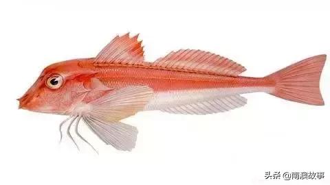 南澳渔民出海最常见的50种海鱼，都吃过，你就能退休了！