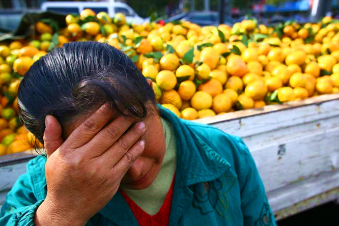 蜜桔积压面临腐烂,广西蜜桔滞销现状