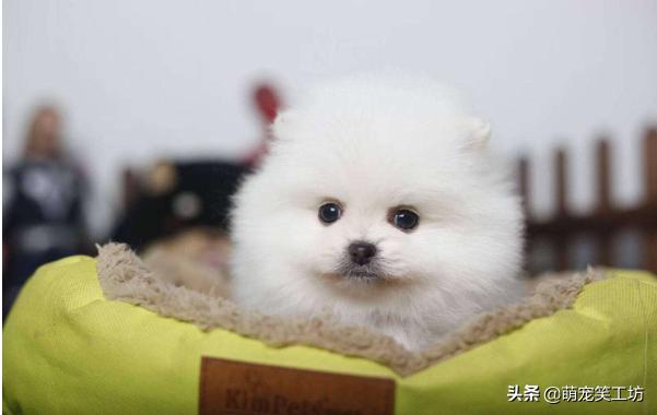 颜值高不掉毛的博美犬,最好看的博美小型犬