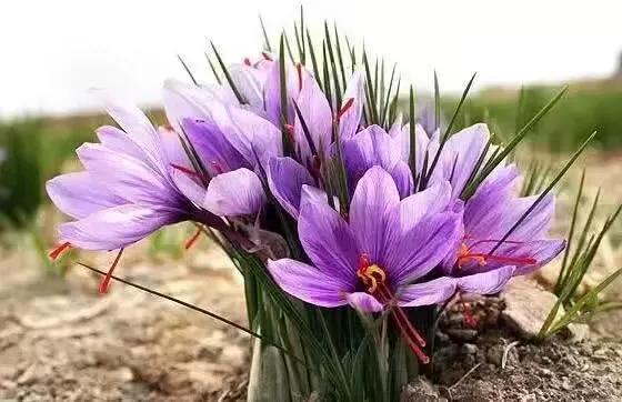 世界上最华丽最高贵的花,世界上最高贵最漂亮的60朵花