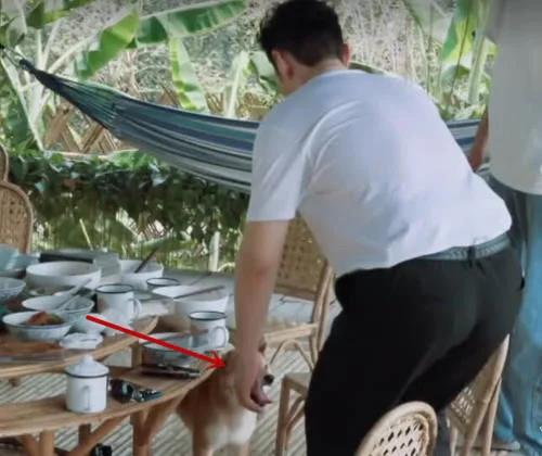 张子枫和小h,张子枫小h