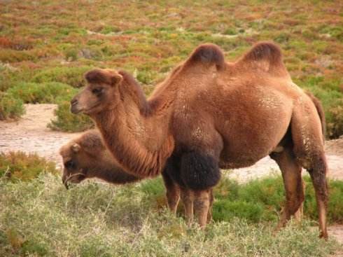 爱诺驼新疆骆驼奶粉,爱诺驼儿童配方乳粉怎么样