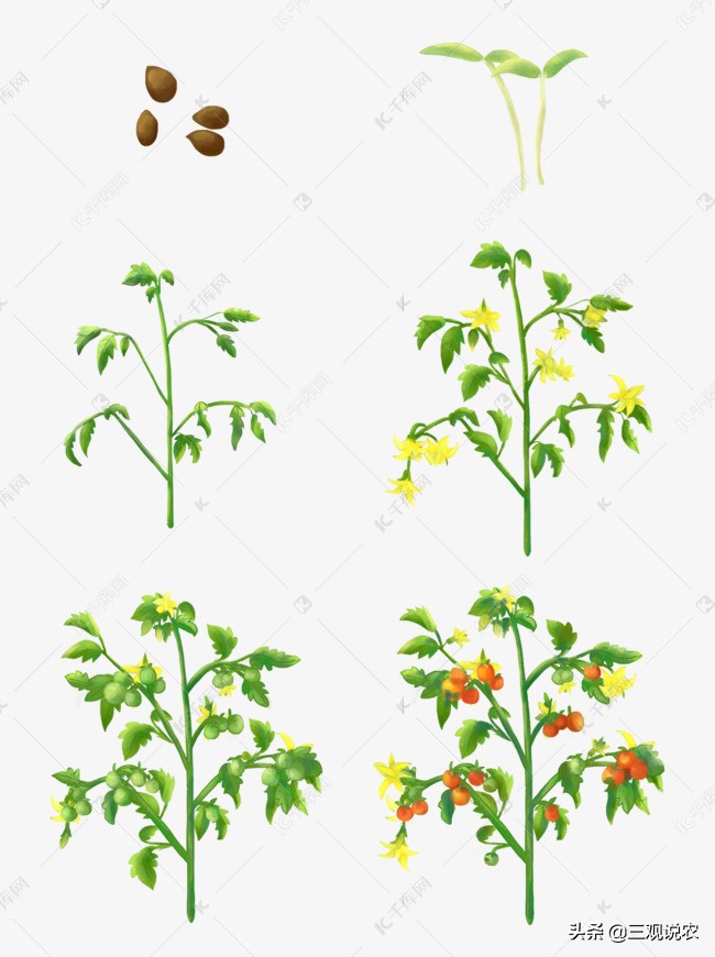 番茄高产栽培技术参考文献,番茄种植技术和管理技术论文