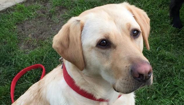 犬恶性黑色素瘤,狗黑色素瘤良性恶性区分