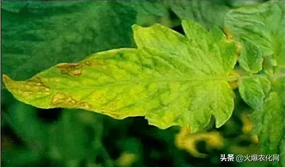 保花保果补硼,果树花前补硼有什么好