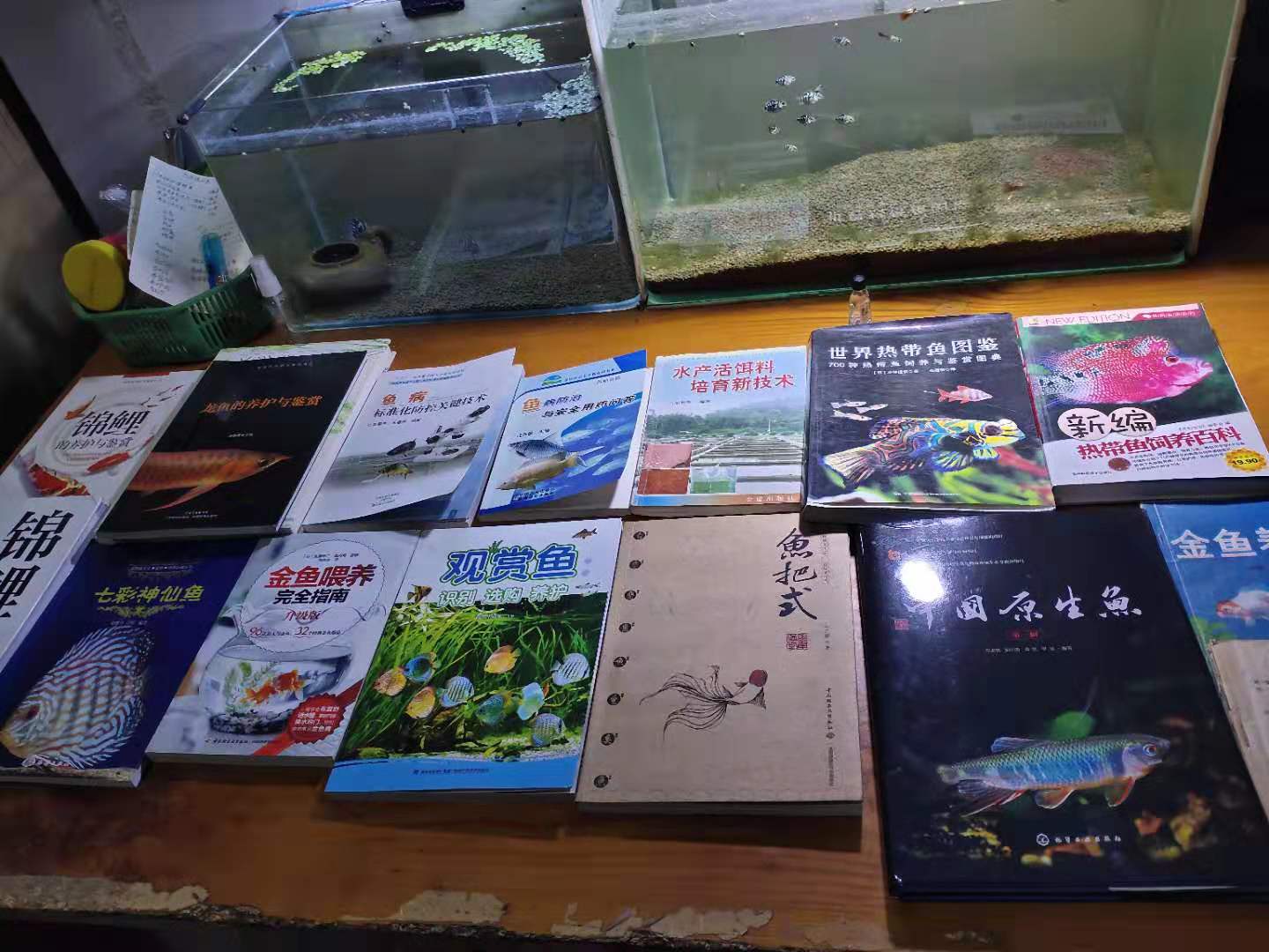 饲养观赏鱼需要哪些滤材,饲养观赏鱼时水族箱有哪些要求