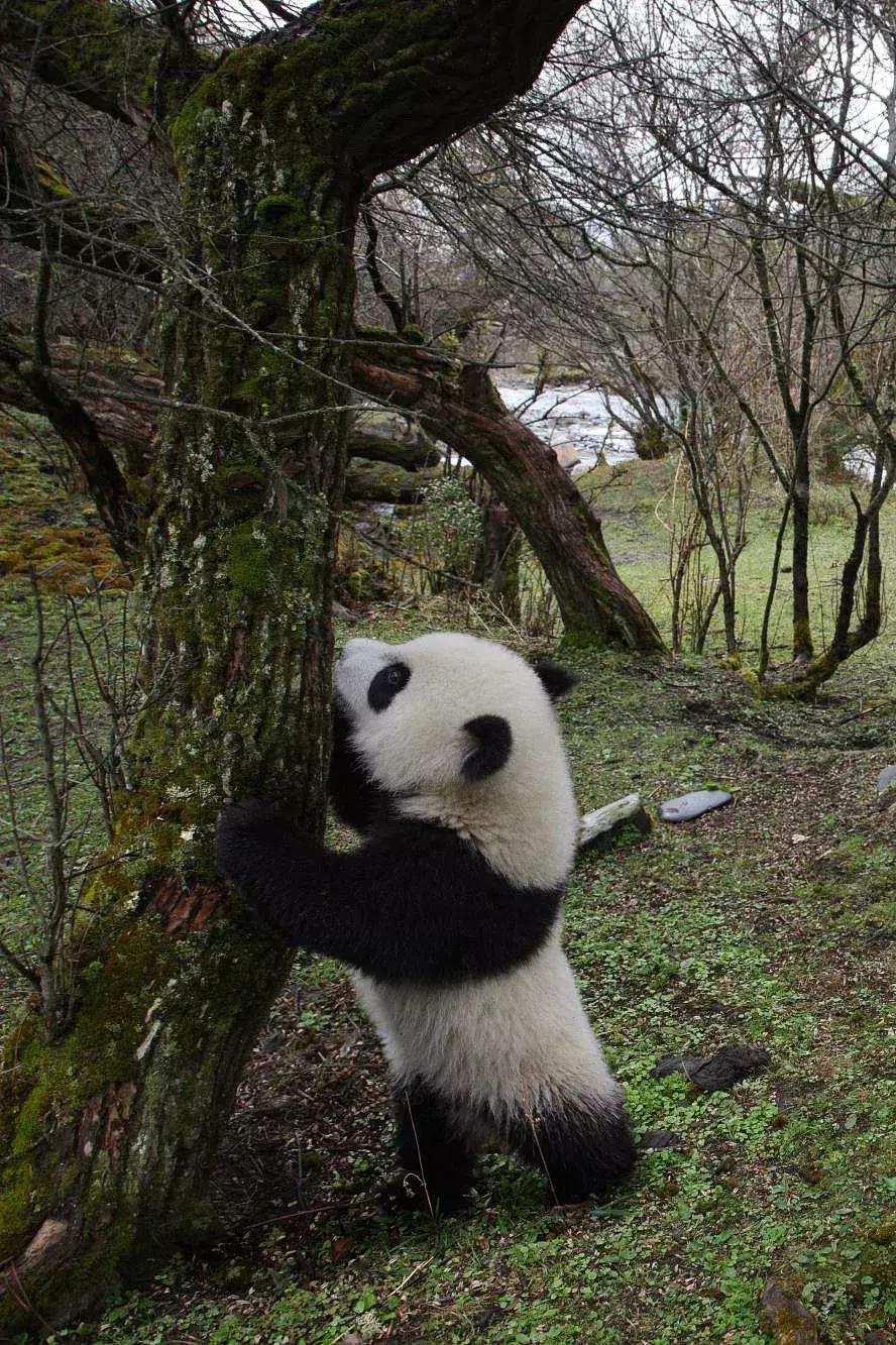 熊猫萌,熊猫萌啦