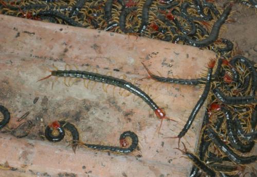 该如何养殖蜈蚣呢视频播放,有什么好方法能预防蜈蚣进房间