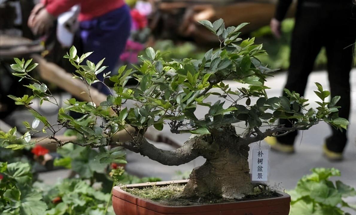 朴树下山桩上盆后如何裁枝,朴树适合种什么盆景