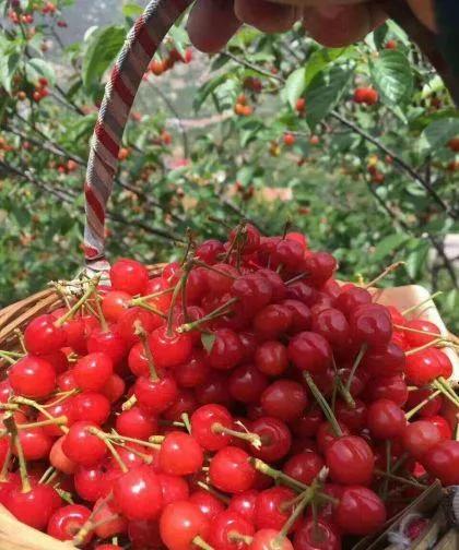 崂山的樱桃几月摘,崂山红樱桃与玛瑙红