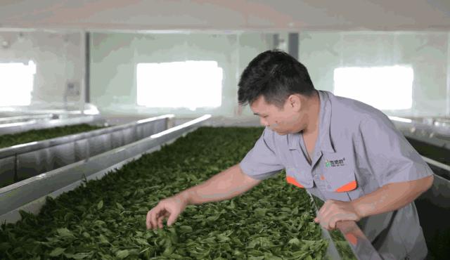 你买的茶叶到底值不值,你买的茶叶好喝吗