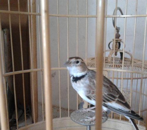 “上了台儿的才叫角儿”，笼鸟之王百灵，请看完这些讲究再考虑养
