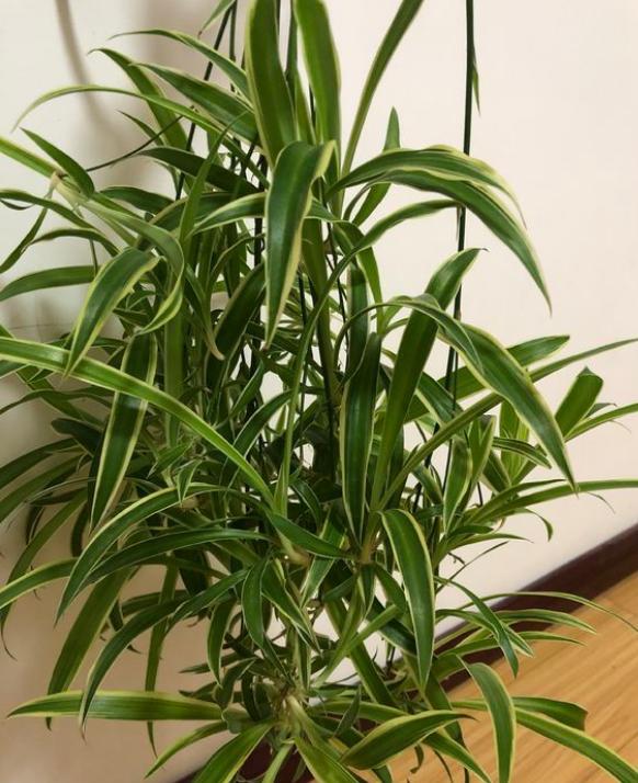 金边吊兰开花后长出藤茎怎么处理,吊兰养护方法和注意事项