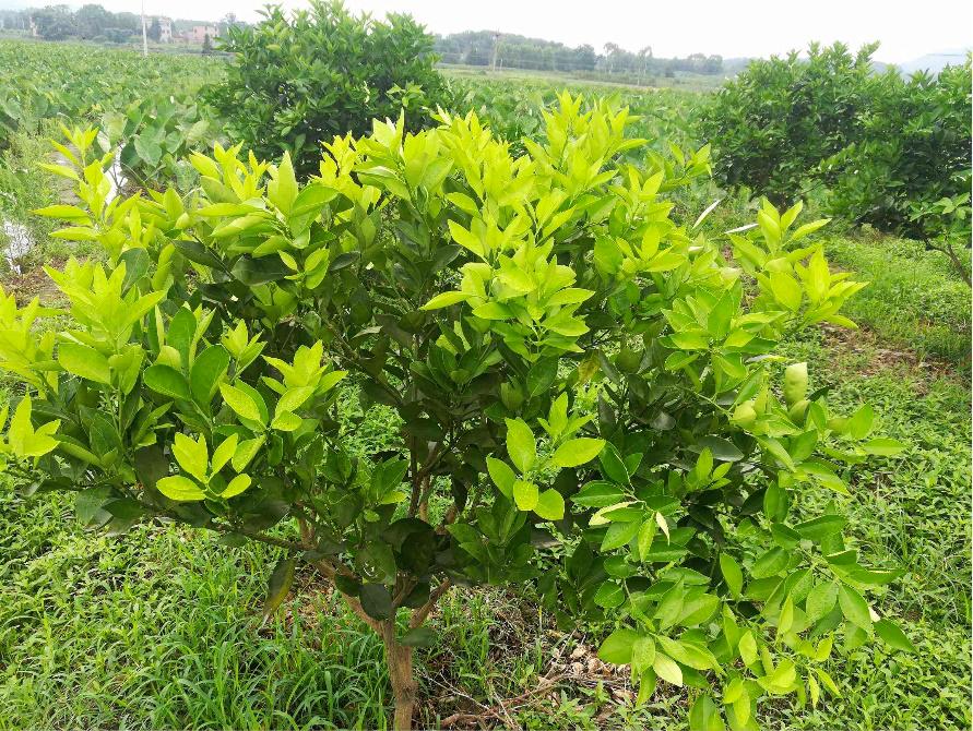 柑橘开花长蚜虫木虱怎么处理,柑橘木虱害虫怎么治