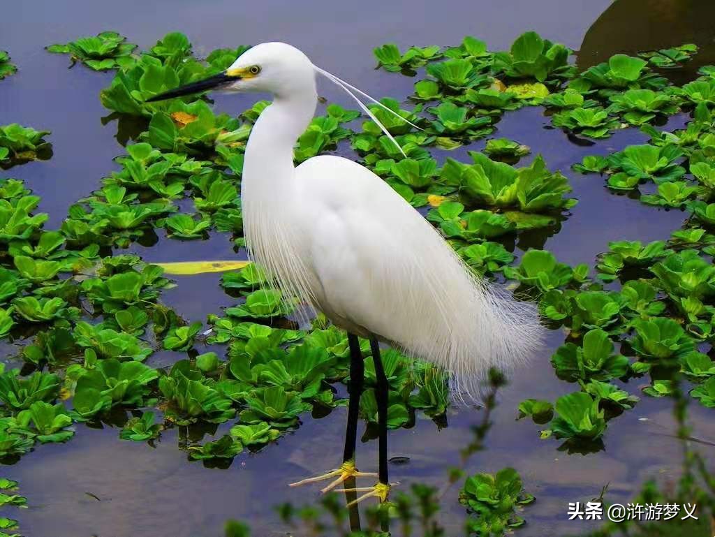 那些说不出名字的鸟,常见的纯黑色羽毛的鸟有哪些