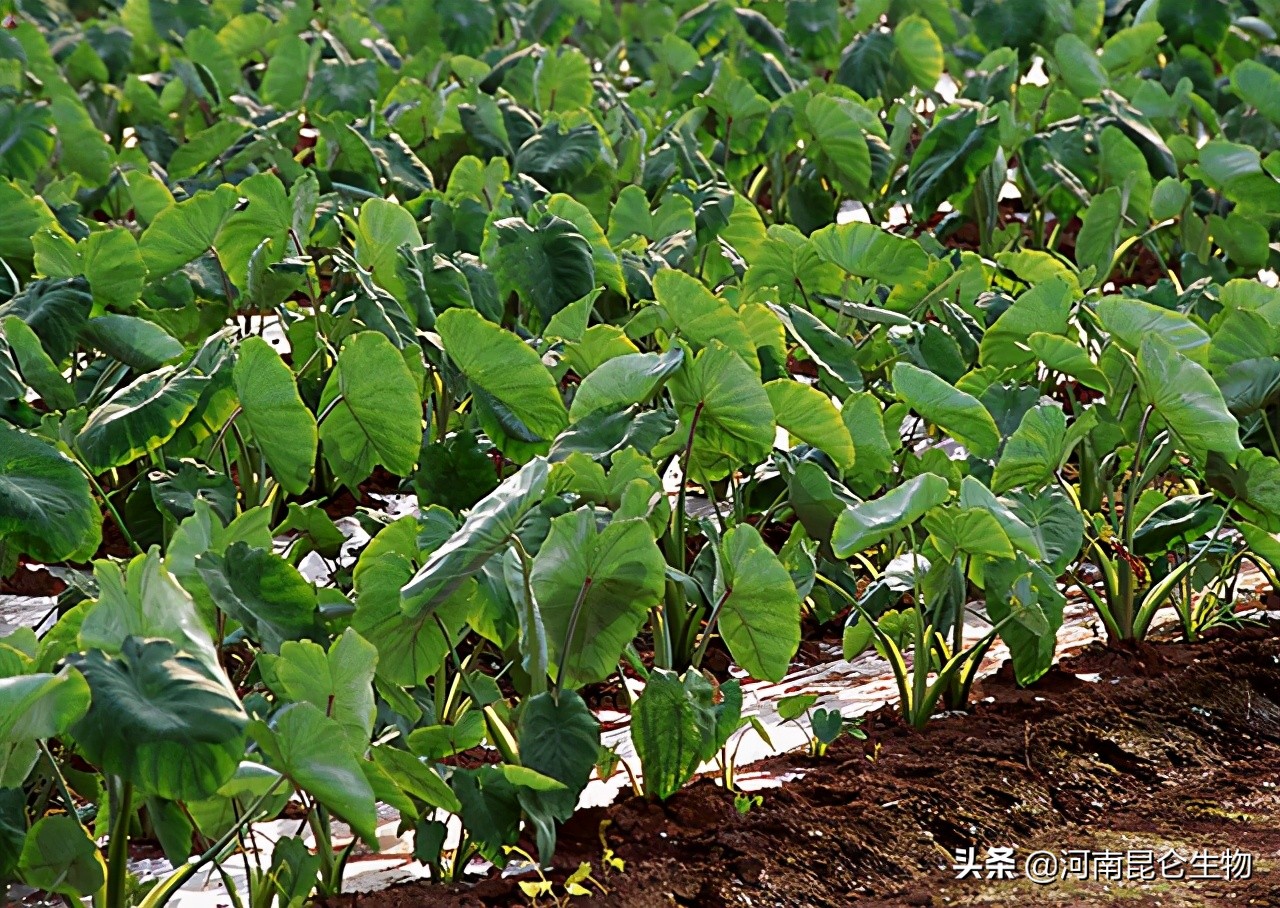 芋头死苗烂根用什么肥,芋头黄叶烂根怎么防治