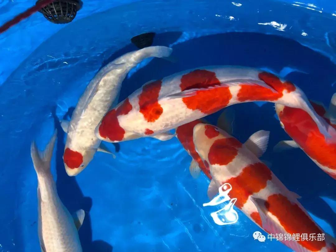 閿﹂菠鍠傞杩囧鏈変粈涔堢棁鐘跺悧,鏃ユ湰閿﹂菠鎬庝箞鍠傞