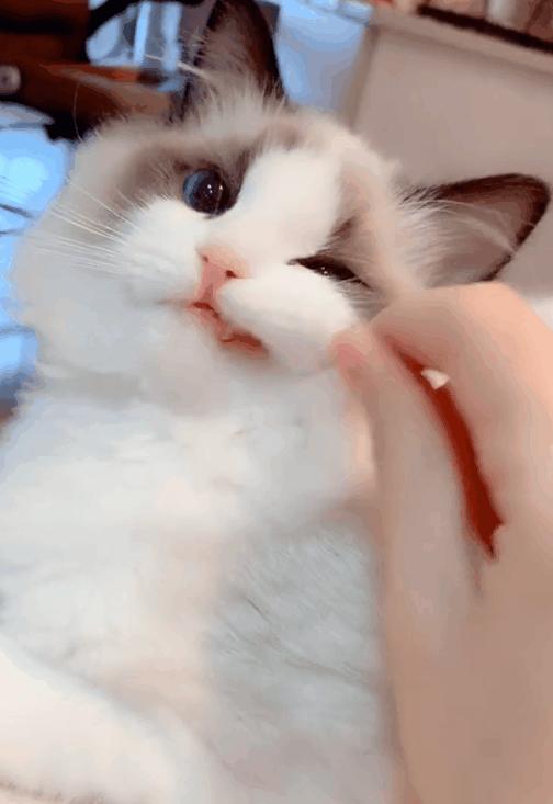 没有攻击性的猫,公认无攻击性的猫你最喜欢哪只