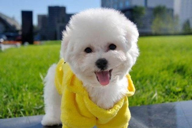 比熊犬毛发变差打结怎么回事,比熊犬沐浴后毛发打结怎么办