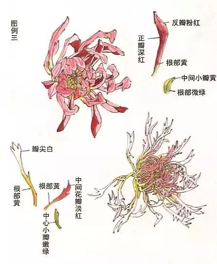 菊花国画入门简单教程,国画菊花画法技法教程