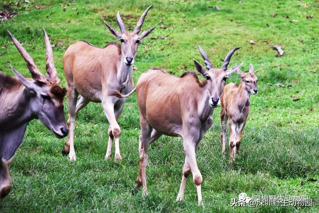 十种最强的牛科动物,牛科动物都有哪些