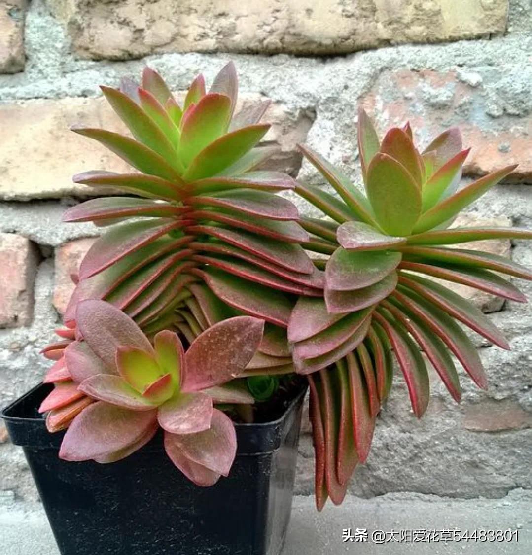 火祭养殖方法和注意事项,单头火祭怎么养才能爆盆