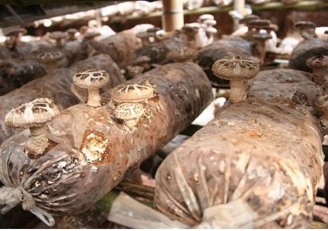 用玉米芯种植蘑菇后期怎样管理,玉米芯种植蘑菇出菇后的管理视频