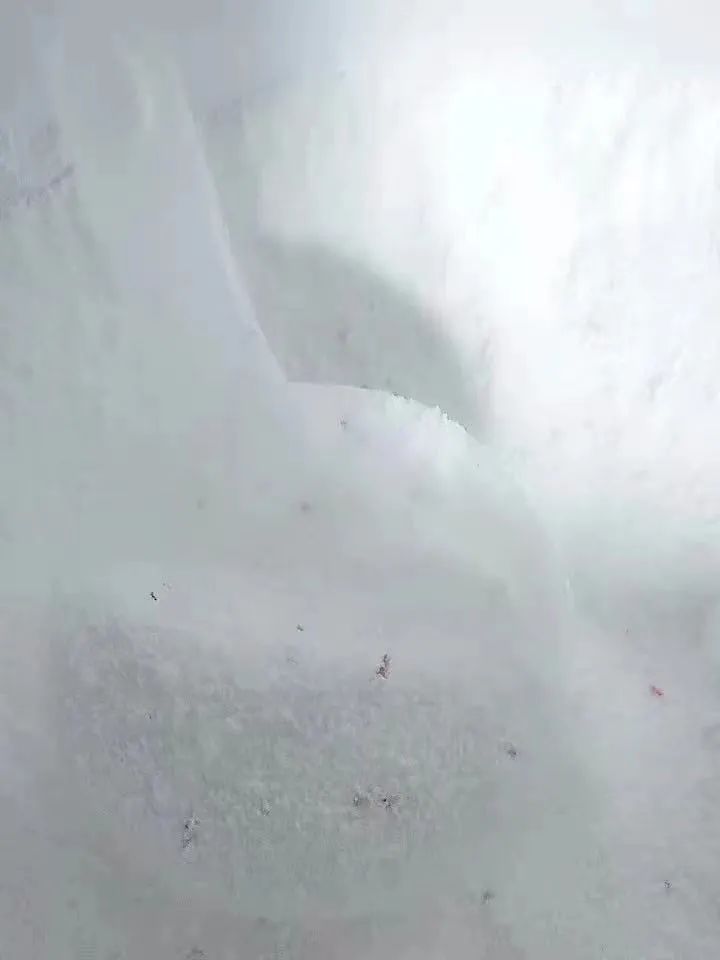 养花喷什么水能消灭虫子,养花有虫子自制杀虫剂杀菌