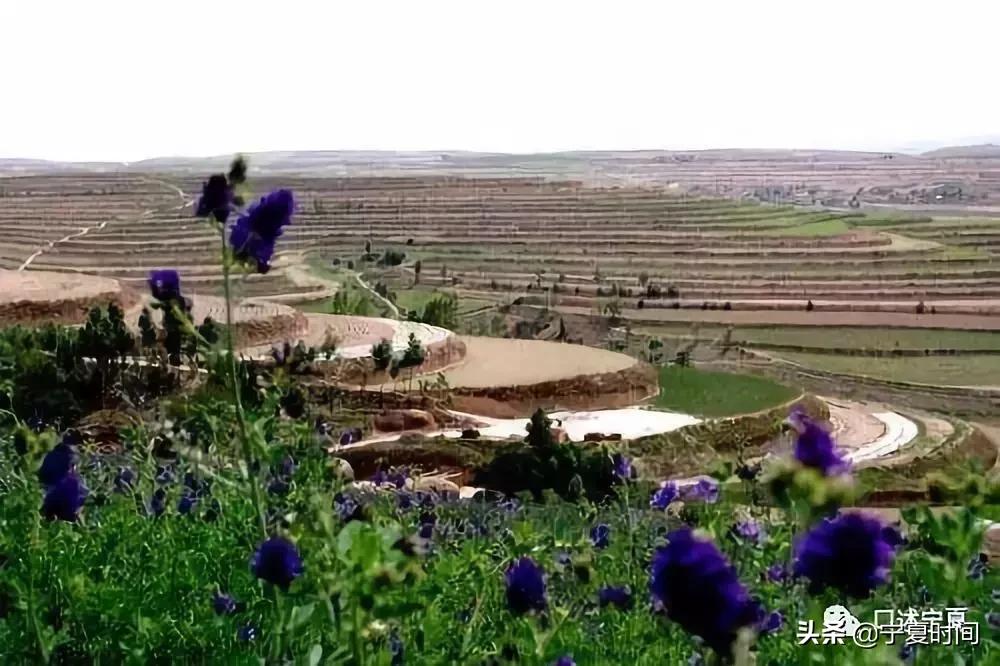 宁夏固原金糜子酒,固原糜子酒