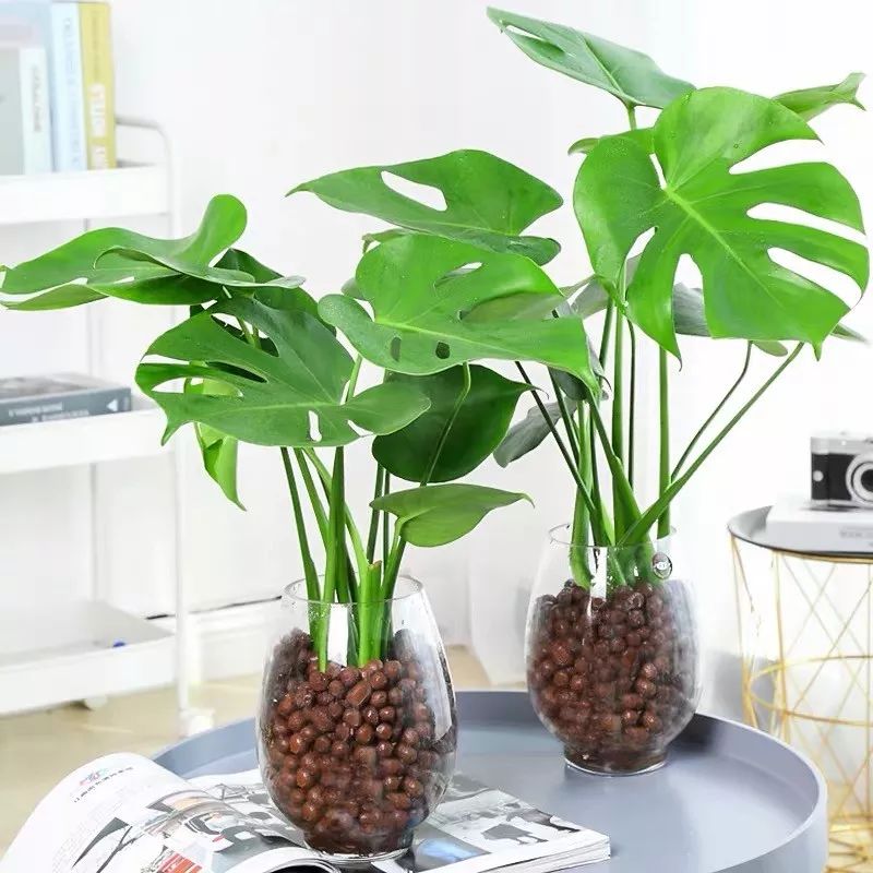 室内盆栽植物吸甲醛易活推荐,有助睡眠植物盆栽除甲醛