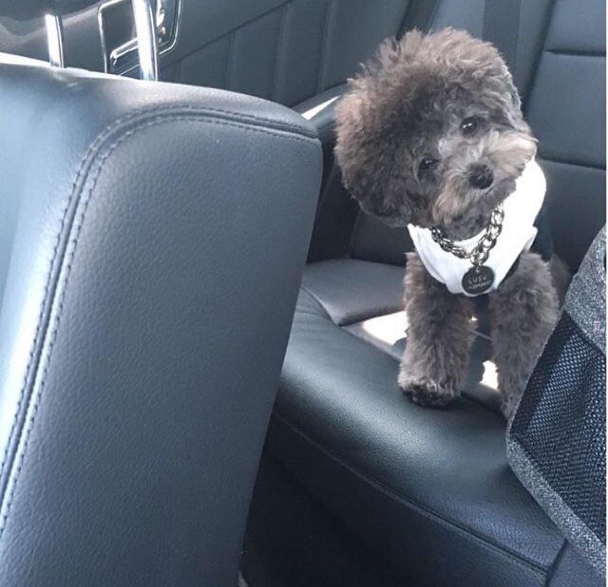 最齐全的狗狗品种介绍及图片,带你了解一下常见狗狗的品种