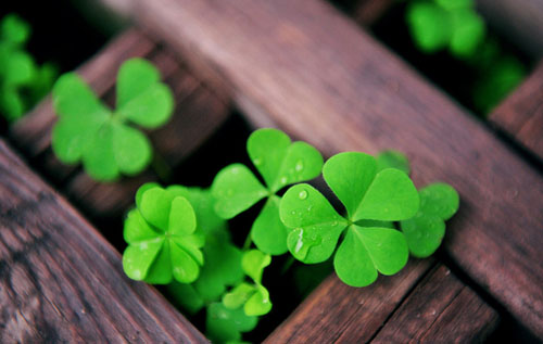 品金｜第四片叶子的传说，你听说过吗？