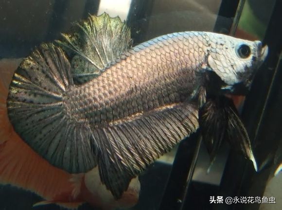 斗鱼哪个品种好养活,斗鱼品种哪个好养